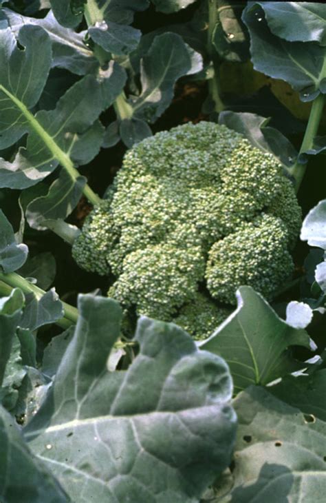 Broccoli Cabbage (Brassica Oleracea Var., Italica), Cabbage From Italy